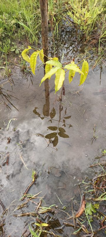 © CASE TOGO-Amis de la Nature